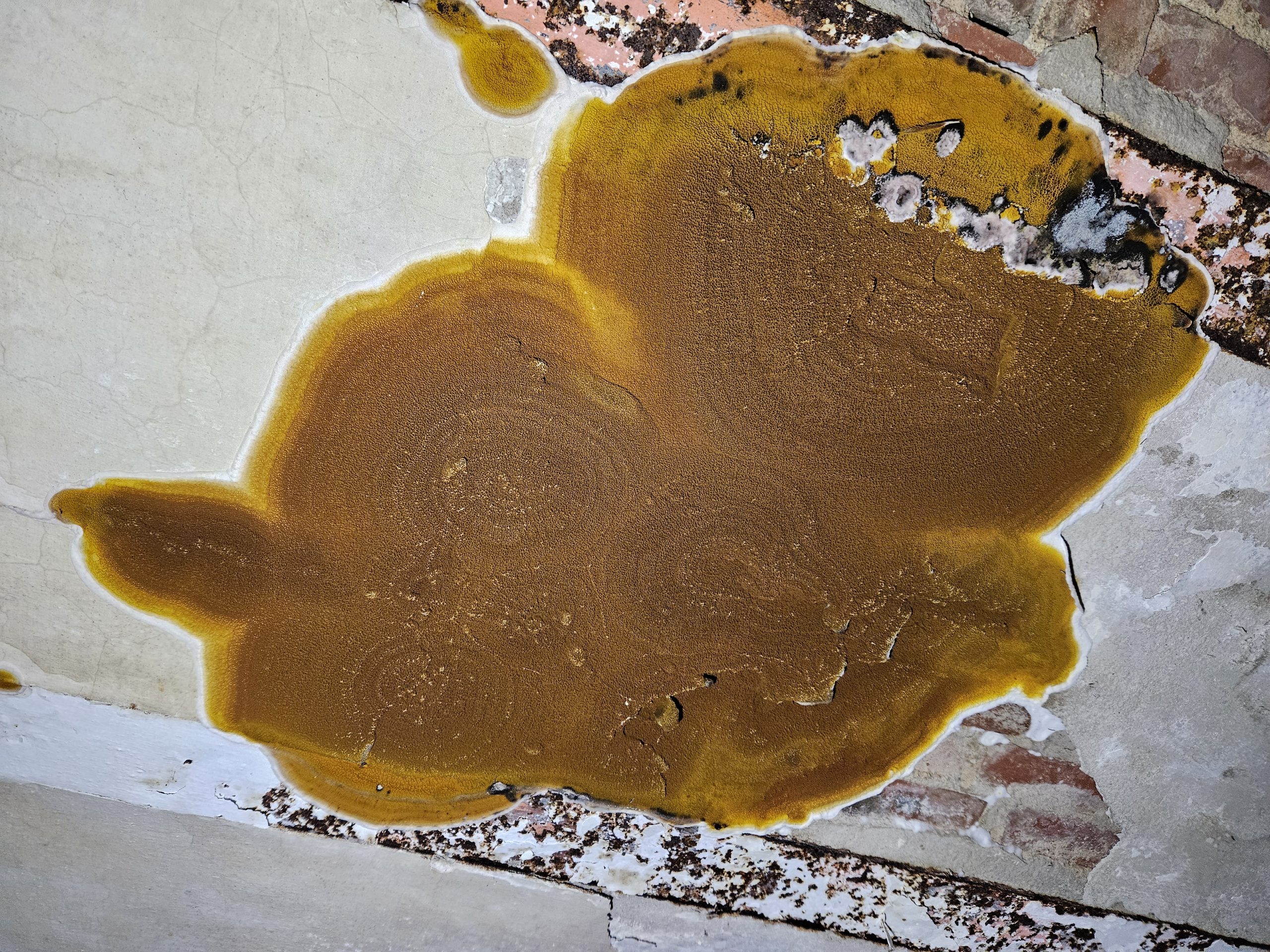 Image scientifique d'un champignon