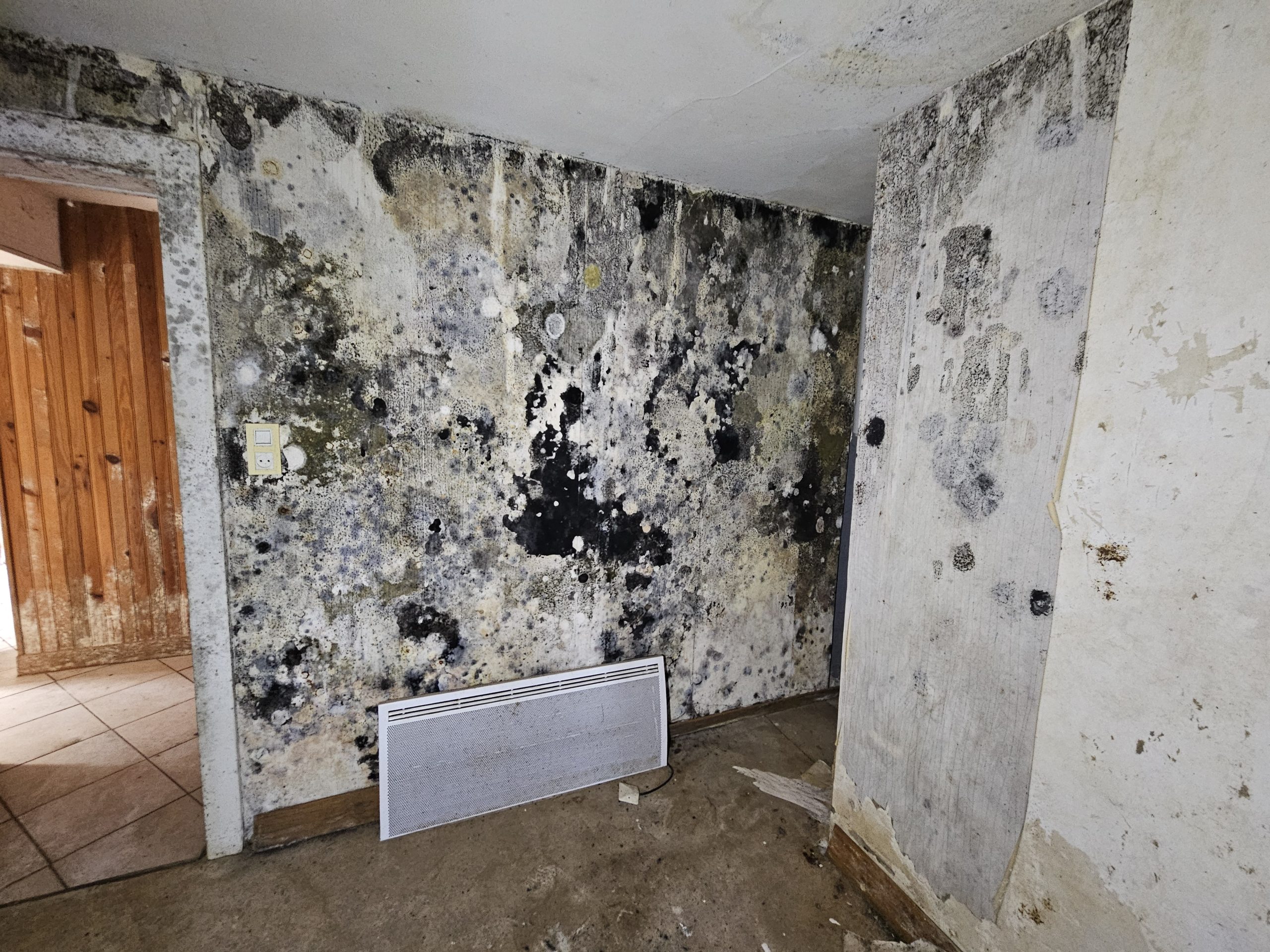 Mur attaqué par le moisi