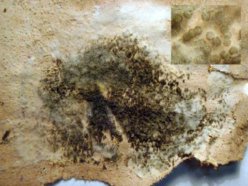 Structures microscopiques recourbées (arabesques) du champignon Myxotrichum chartarum.