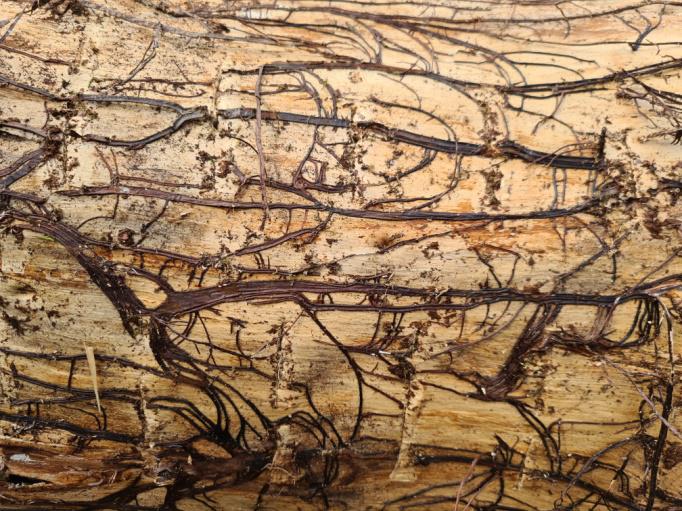 Expertise pathologique: Site de stockage de grumes – Infestation par Armillaria ostoyae
