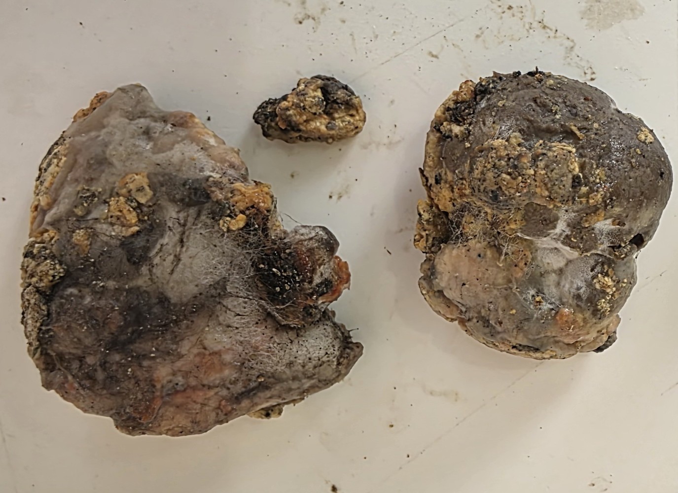 Échantillons de myxomycète reçus au laboratoire SEMHV, masses grisâtres recouvertes de concrétions minérales